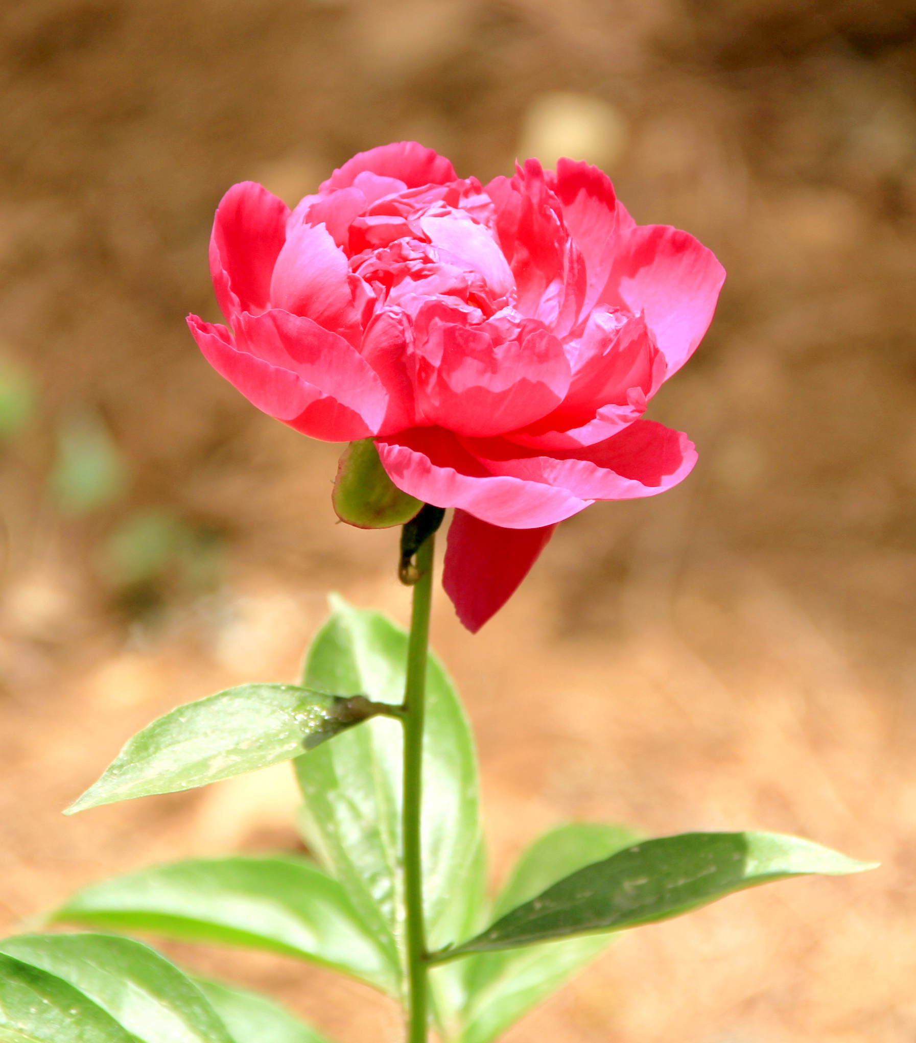 西山国家森林公园从哪进去省钱,西山国家森林公园遛娃线路