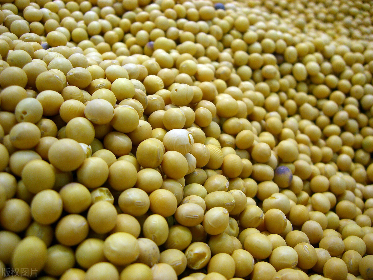 近几年大豆价格走势分析,最近大豆价格走势如何