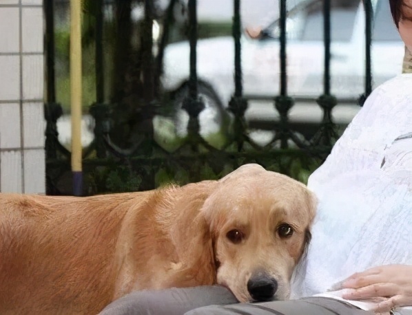 狗狗能感觉到孕妇怀孕了吗,狗狗能感受主人怀孕吗