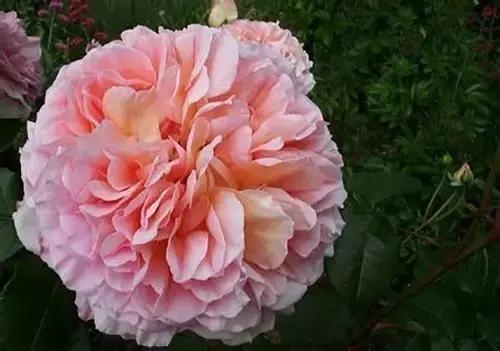 最漂亮10种微型月季,新手必入这8种月季漂亮好养