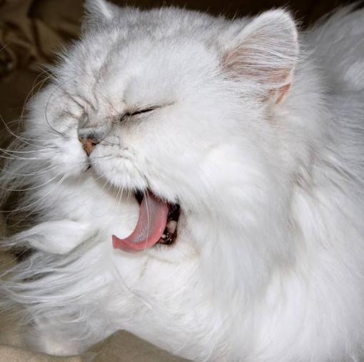 布偶猫加菲猫串串白色,布偶猫猫掉毛最好的解决办法