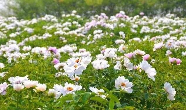 白牡丹最漂亮的品种,白牡丹究竟是谁