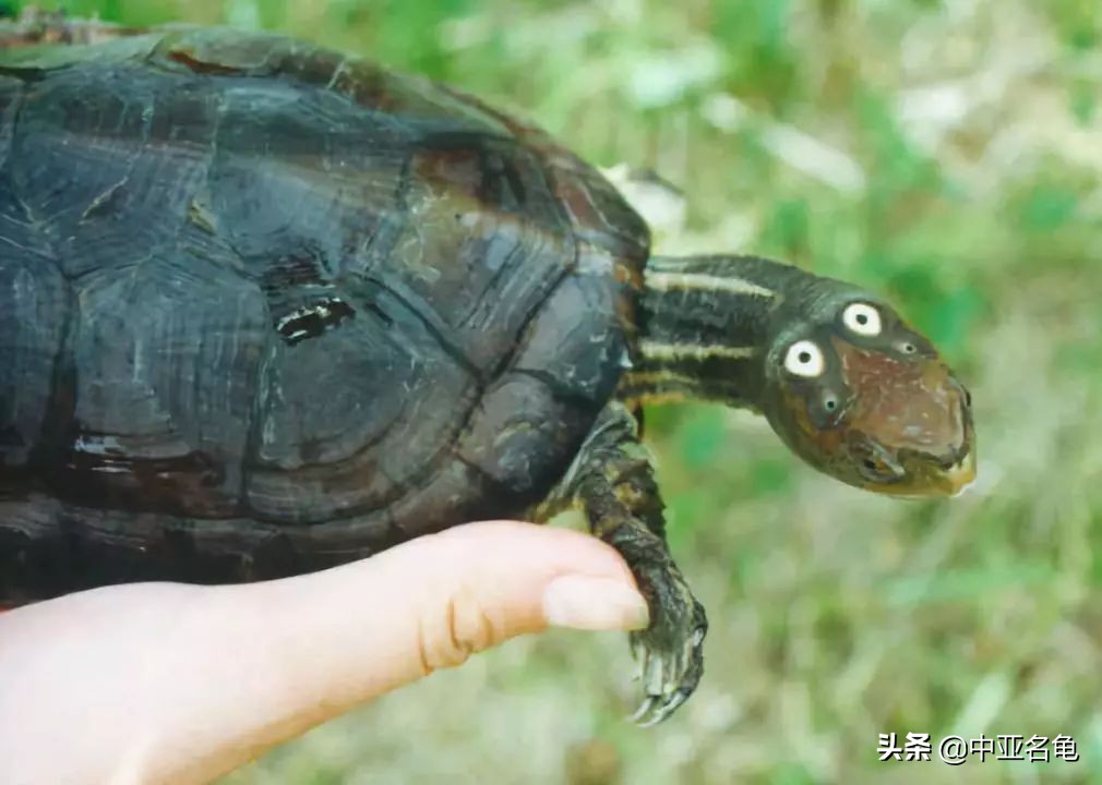 秋天乌龟怕冷怎么办,乌龟出现黄斑怎么办