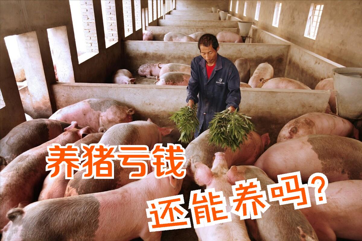 猪价下跌时屠宰企业盈利,2022养猪成本与利润是多少