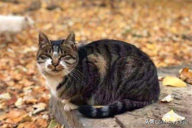 中国人为什么不吃掉猫,中国人为什么不吃猫