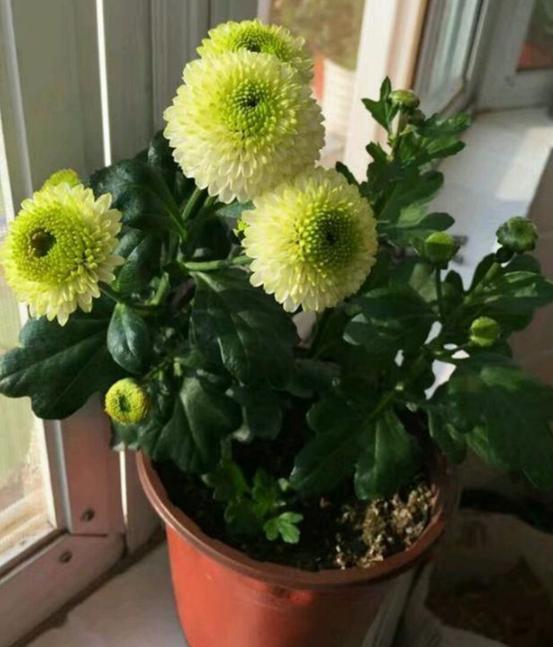 菊花茉莉徒长不开花,小菊花盆栽买回来没多久就蔫了