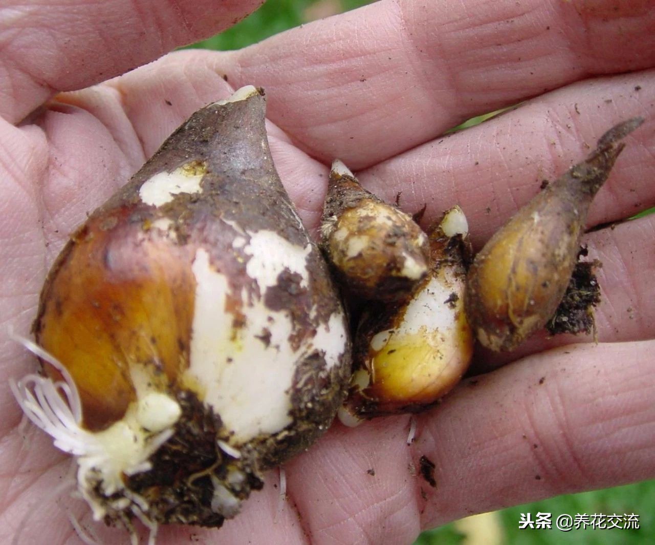 郁金香让它开花用控水吗,郁金香的球茎种子怎么保存到春天