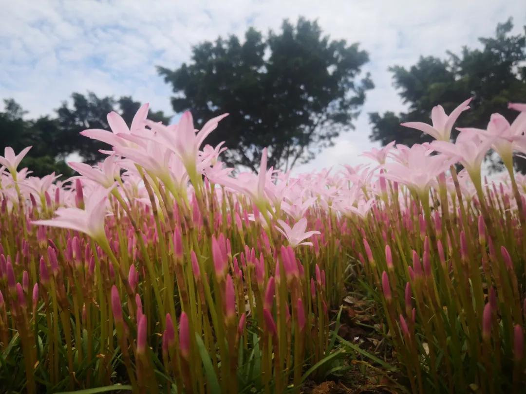风雨兰的惊艳,风雨兰花开花