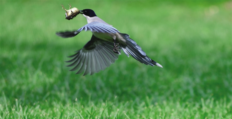 鐏板枩楣婄殑鐪熷疄瑙嗛澶忓ぉ,鐏板枩楣婂叕鍥彲浠ョ湅鍒板悧