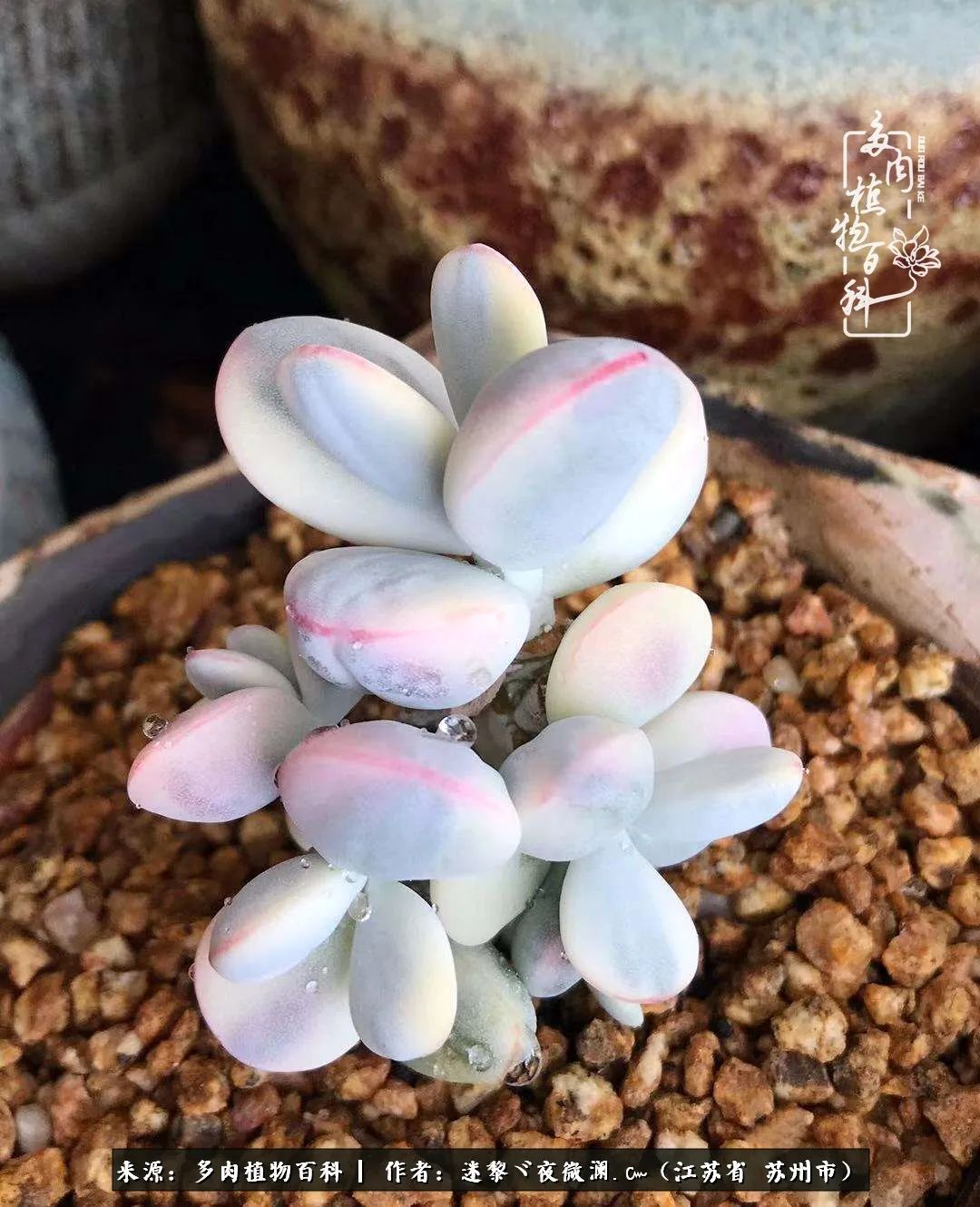 围观多肉版武林大会，一起穿越吧,下