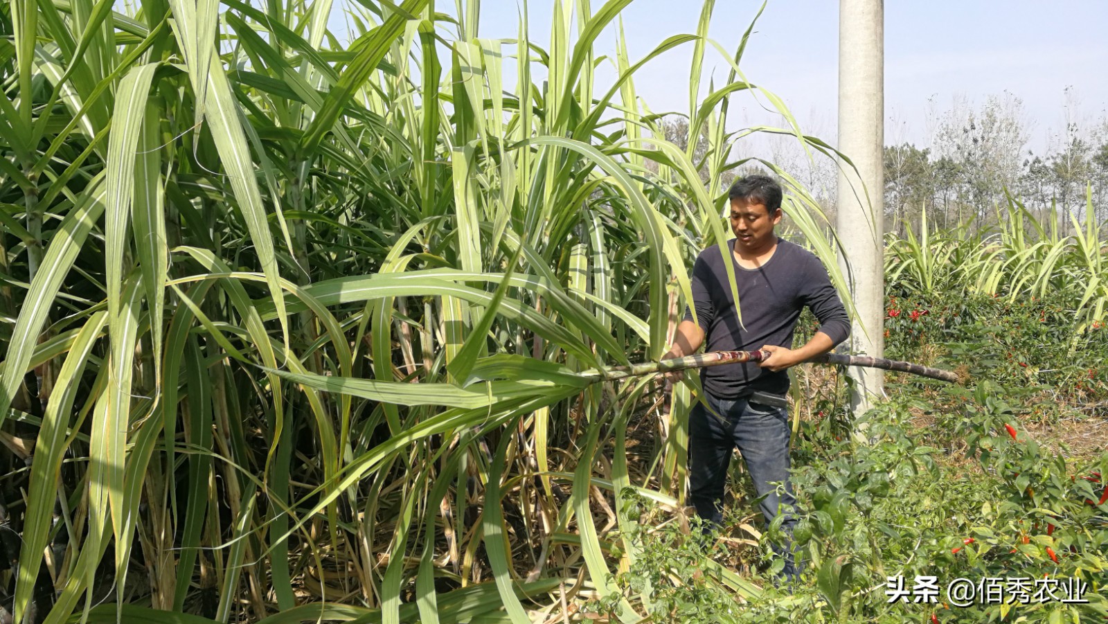 农村种植一亩甘蔗收益2020,致富经种植甘蔗一年挣多少钱
