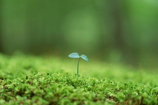 云南野水仙花,云南野的水仙花