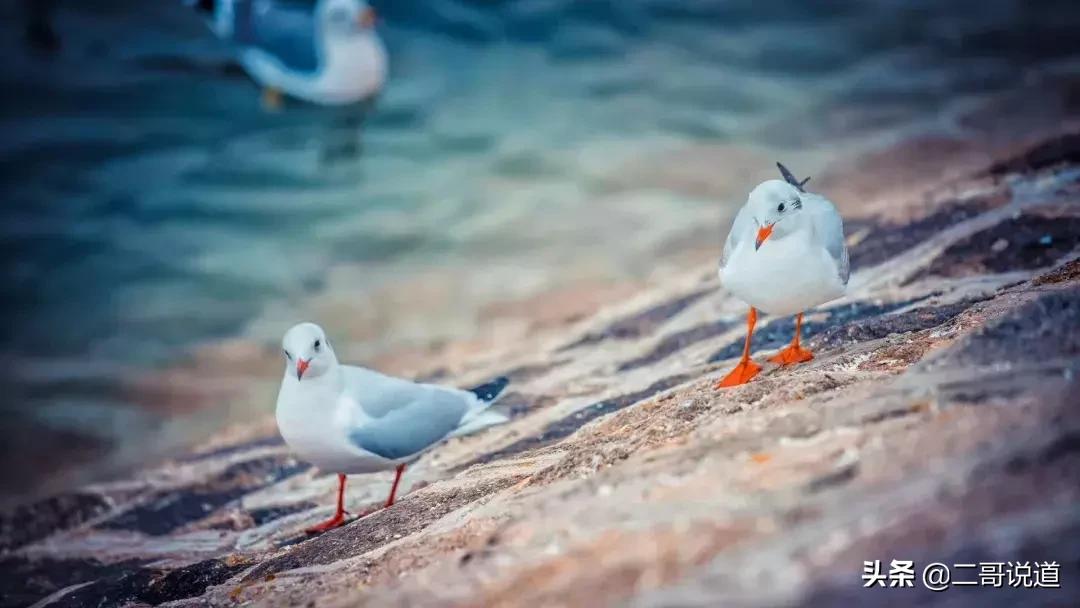 春日青岛游玩攻略,春日出游青岛