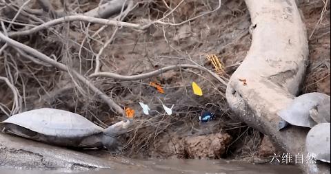 巴西龟竟然吃别的乌龟,大批巴西龟从河里爬出来