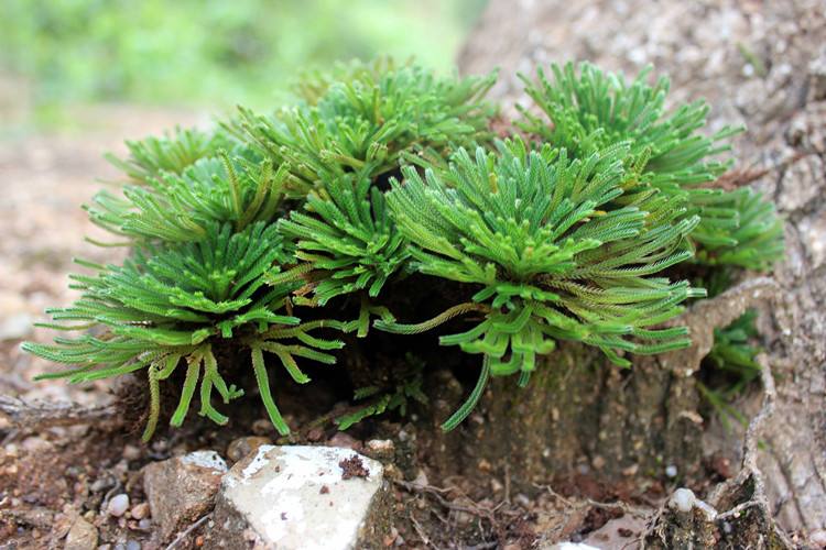 农村小野草“九死还魂”，缺水成枯草，遇水就复活，如今成高档货