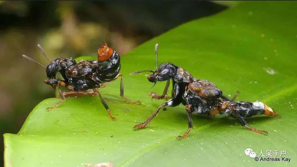 人工养殖的天敌昆虫,昆虫天敌大全