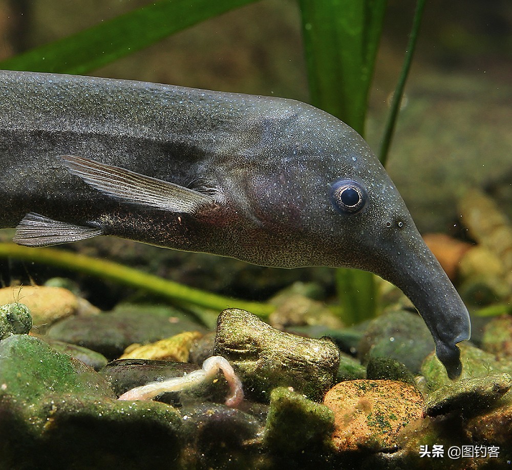 “口眼耳鼻鳃”|鱼类索饵捕食不止靠五官,还掌握生物脉冲技术