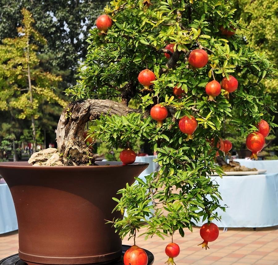 家里种什么招财又旺宅,院中栽什么树聚财镇宅