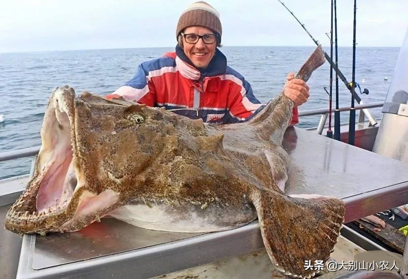 深海的鮟鱇鱼,深海鮟鱇鱼