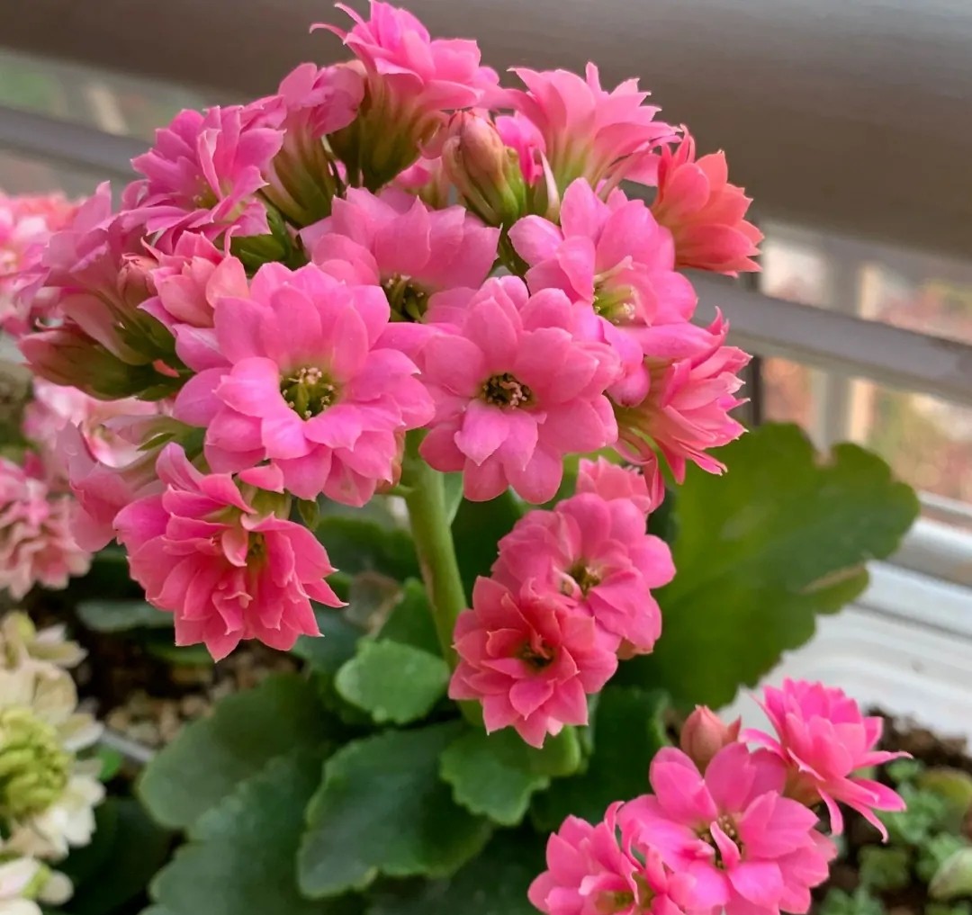 单瓣长寿花品种大全图,长寿花单瓣最好看的品种