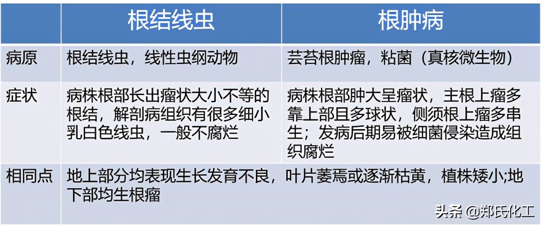 农作物细菌病怎么辨别,如何区分病毒细菌真菌病害