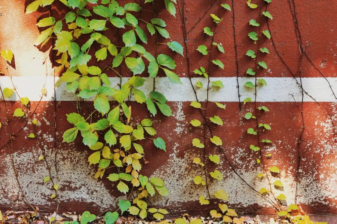 美过三亚!比厦门浪漫!中国这座海滨老城,去一次相当于环游世界