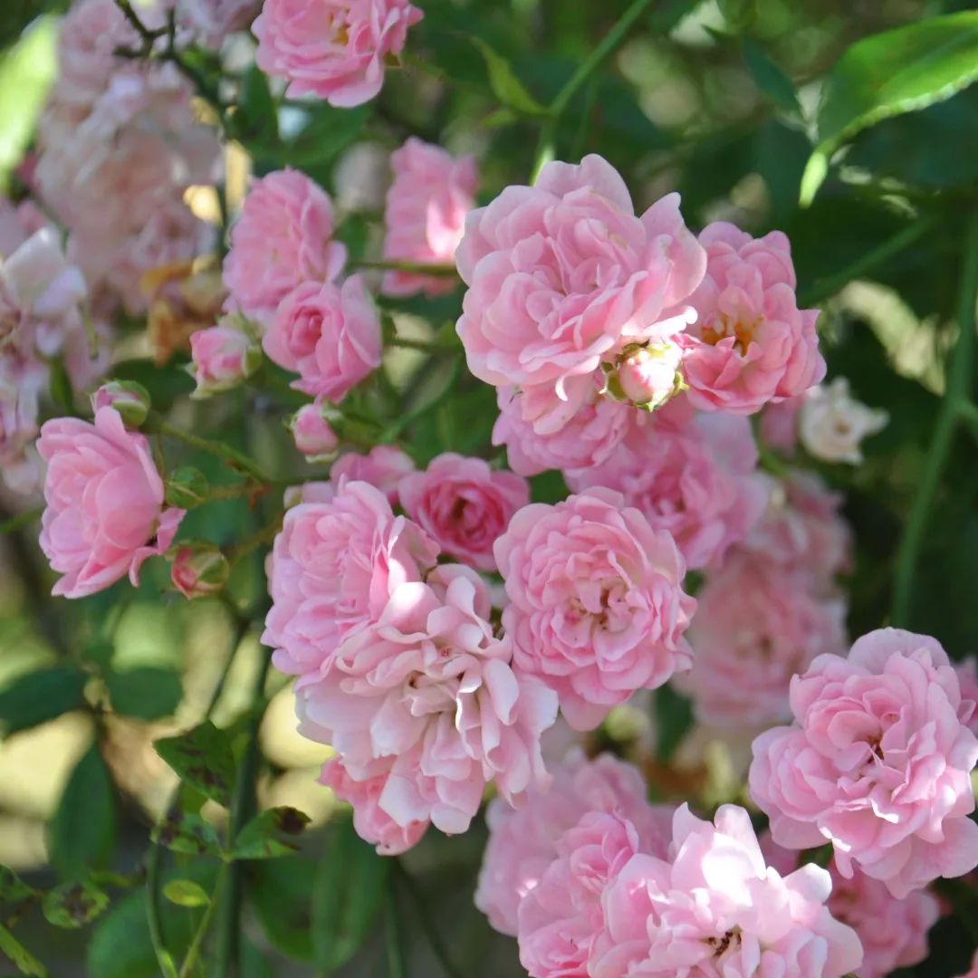 开到荼蘼唱的是什么,歌词中有开到荼蘼