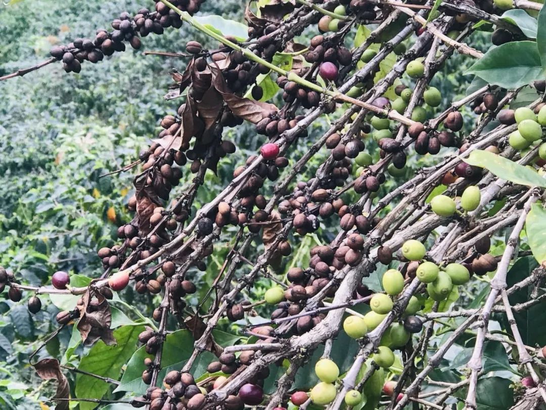 星巴克咖啡豆哪里卖,星巴克咖啡豆单卖的吗