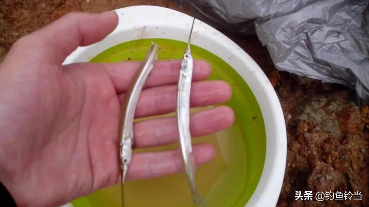 怎样垂钓经济价值高的鱵鱼?注意用饵和钓法的技巧，才能钓多钓好