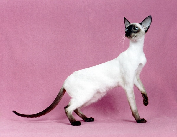 名贵猫咪的品种及图片大全,十大名贵猫咪品种排行榜