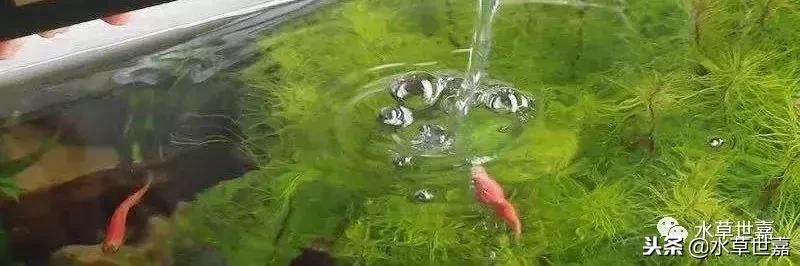 草缸常见10种藻类的解决方法,草缸藻类生物防治方法