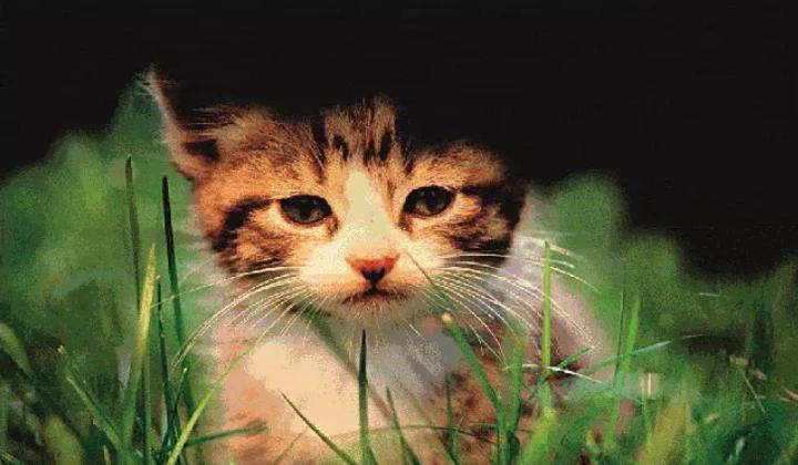 近视导致视网膜脱落,近视练体育会视网膜脱落吗