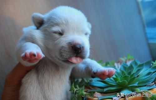 空囊是什么原因造成,空窝是什么意思