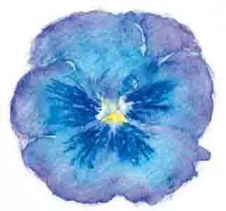 彩铅画云堇教程,三色堇彩铅画图片