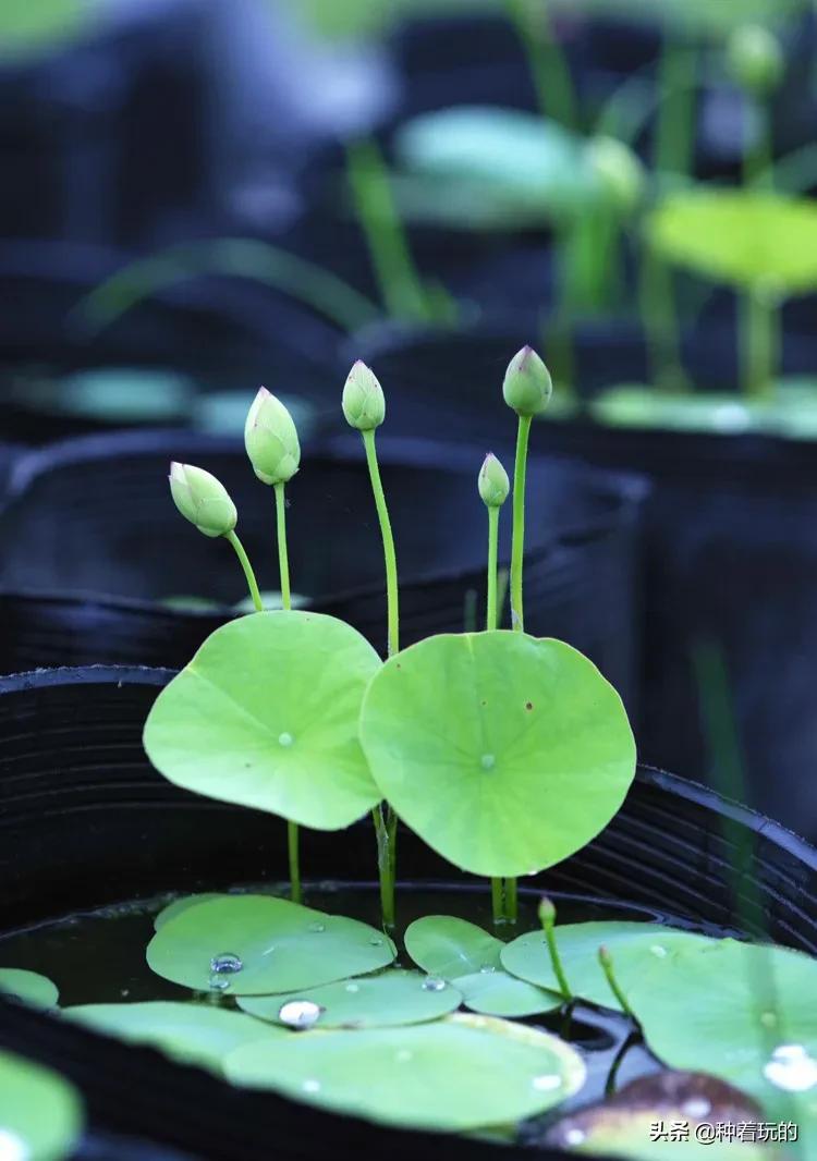 碗莲长出八个叶子什么时候能开花,碗莲叶子怎么竖不起来老浮在水面