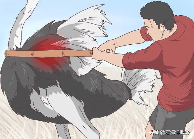 遇见野生动物不要慌,遇见鸵鸟