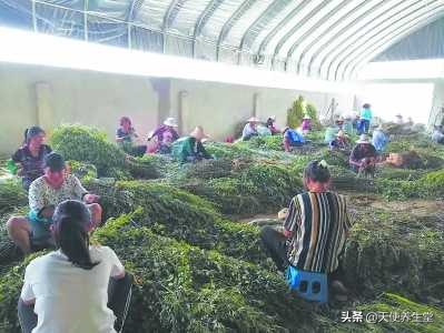 乡愁催生创业点子，福建一群年轻人让野草变身“大艾”健康文化！