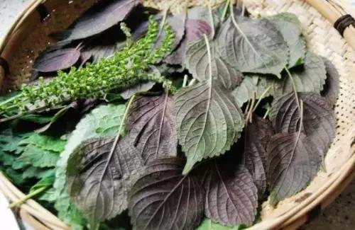 药补不如食补一张药膳清单,中华养生药膳教你在家轻松养生