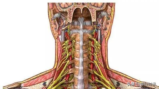 颈丛神经卡压症有什么表现怎么治,颈部神经卡压怎样松解视频