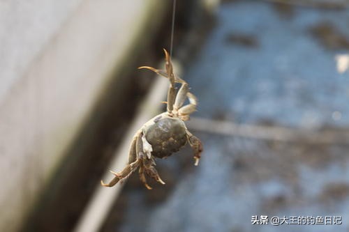 夜钓如何避开虾蟹,野钓怎样避免小龙虾闹窝