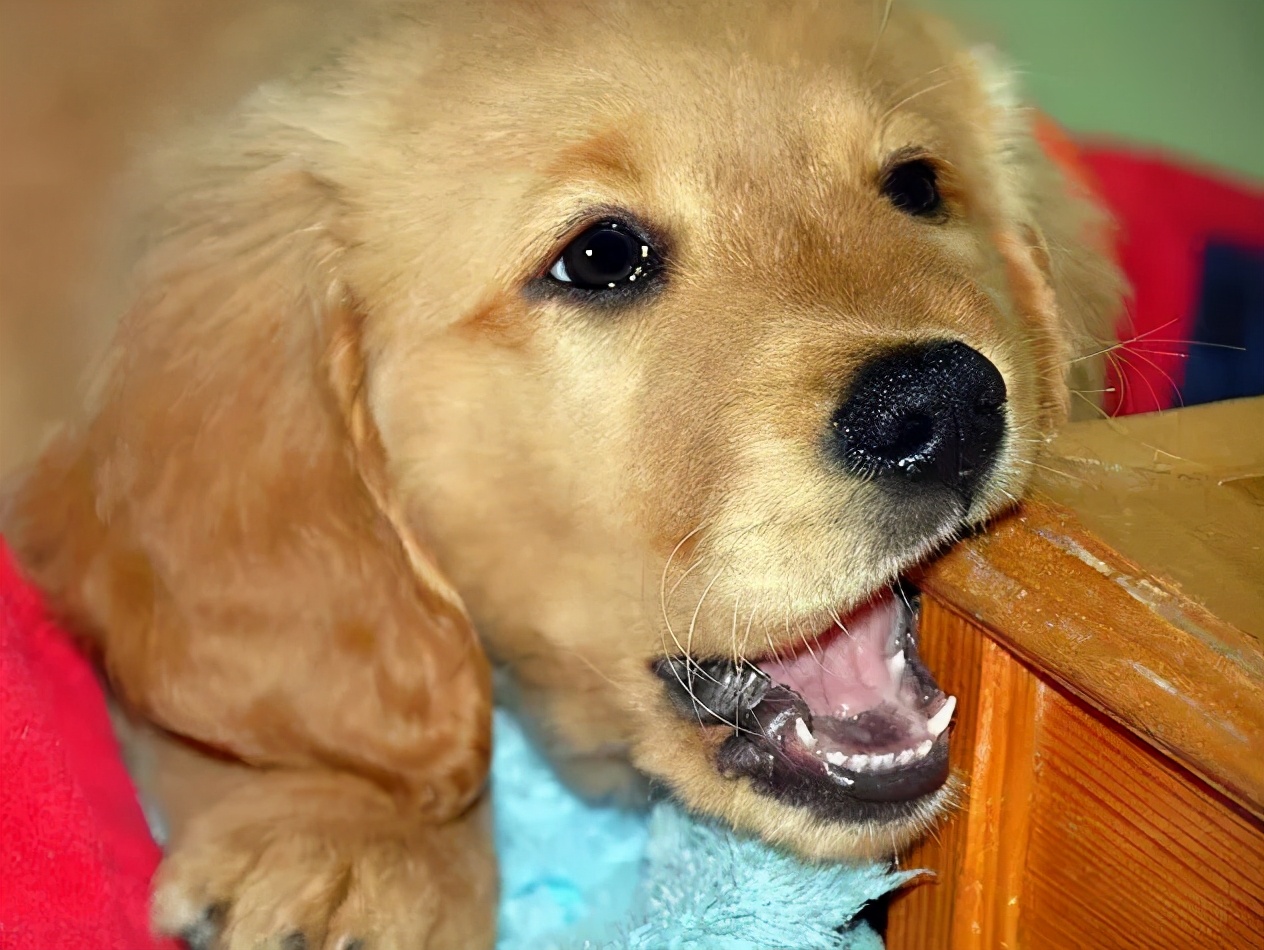 你又在拆家？用这个方法，把狗狗治得服服帖帖