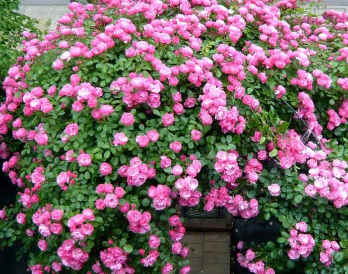 爬藤植物花园打造,最美爬藤花推荐