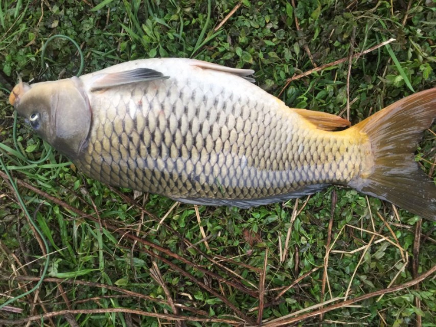 钓鲤技巧,钓鲤的正确方法