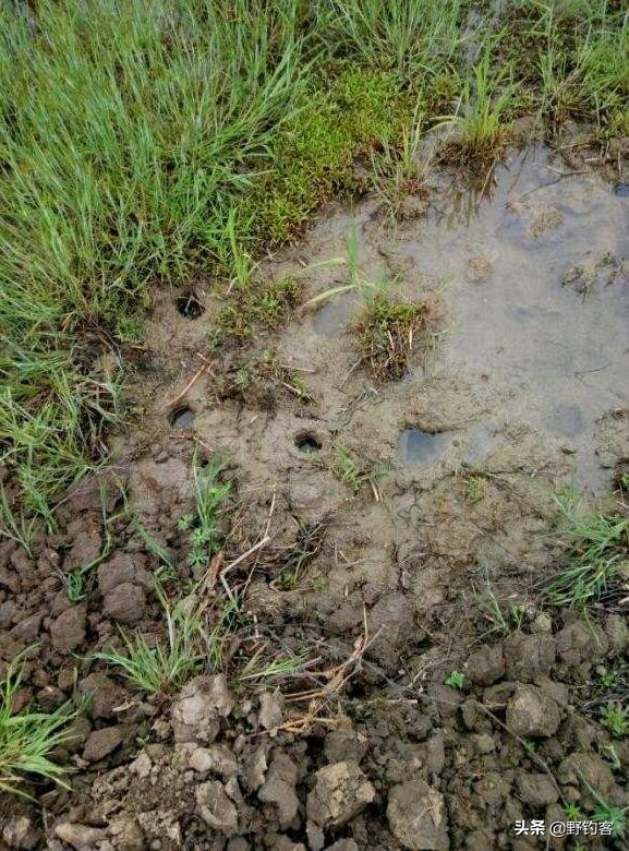 黄鳝洞是怎么找的有什么技巧,黄鳝洞寻找技巧