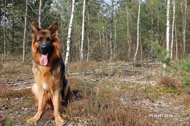 新疆发现名贵品种狗,世界上最好看的10种狗动物