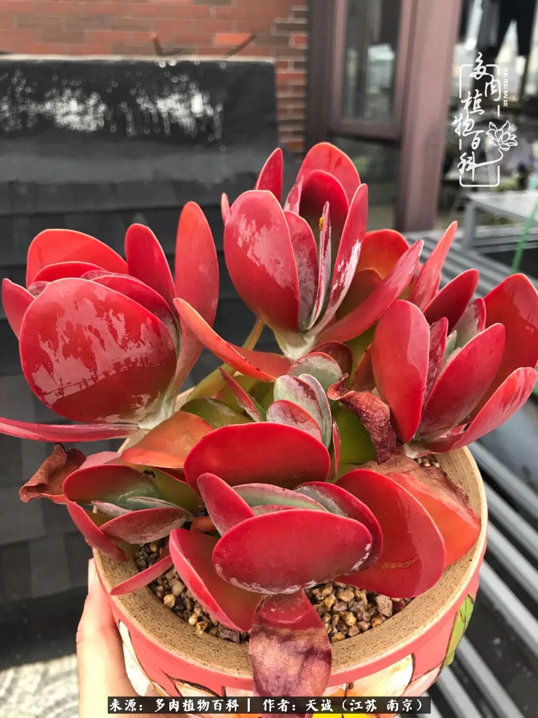 鍙拱瀵圭殑涓嶄拱璐电殑灏忔牱,鍙拱瀵圭殑涓嶄拱璐电殑鍥剧墖灞曠ず