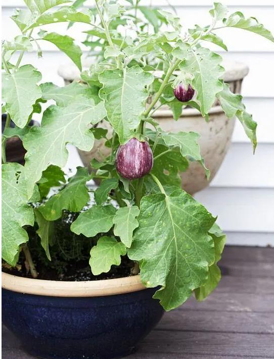 阳台盆栽茄子秧发黄枯萎怎么办 (茄子怎么盆栽)