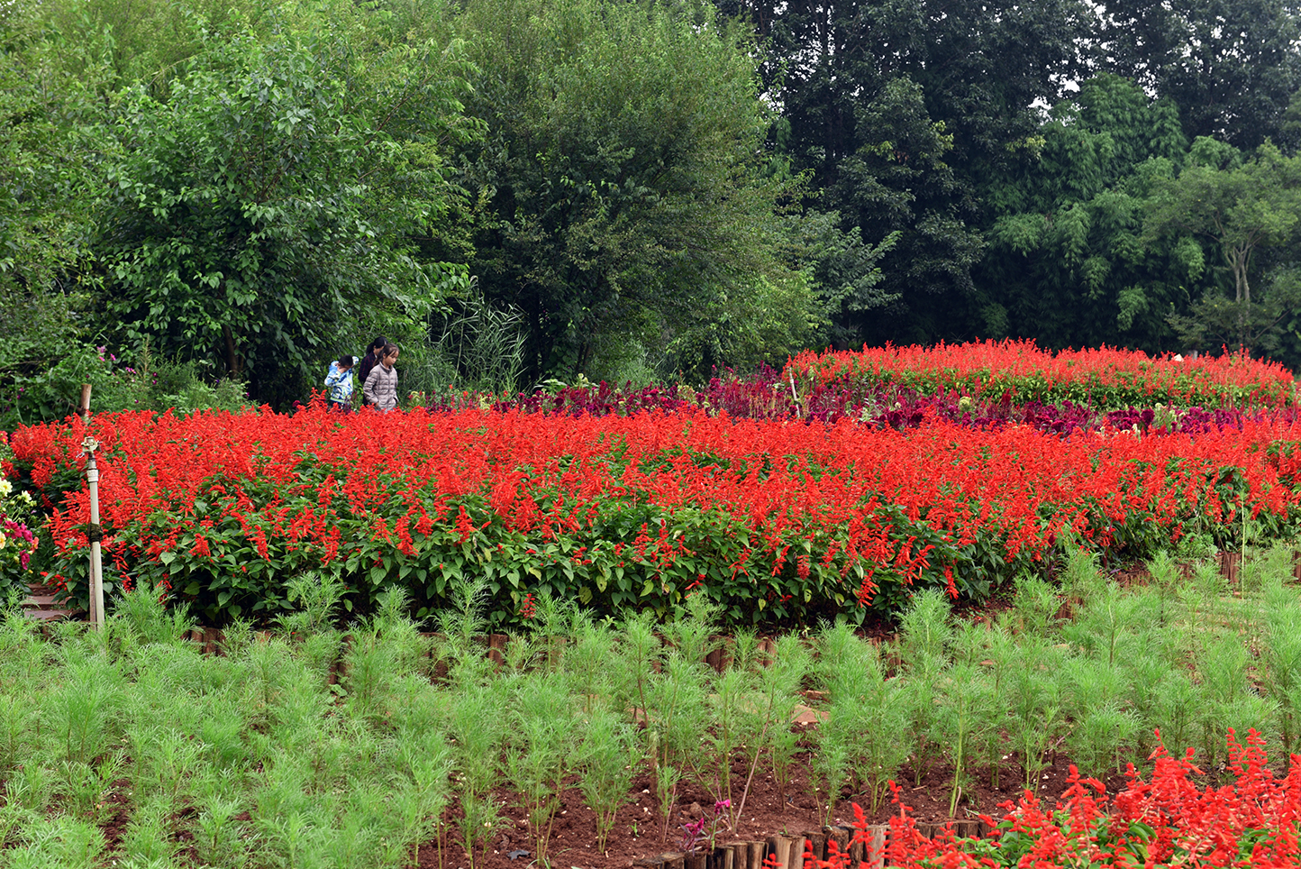 昆明这里有2000米竹林道，1500亩荷塘，300亩薰衣草花海，免门票