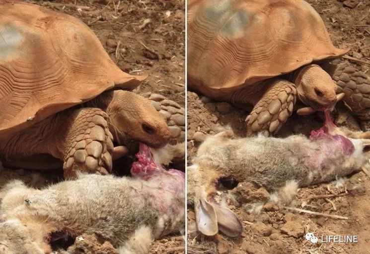 红腿陆龟如何家庭散养,广东红腿陆龟养殖方法