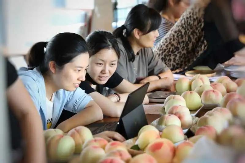 无锡阳山水蜜桃2019年桃王,一看就好吃玫瑰玫瑰